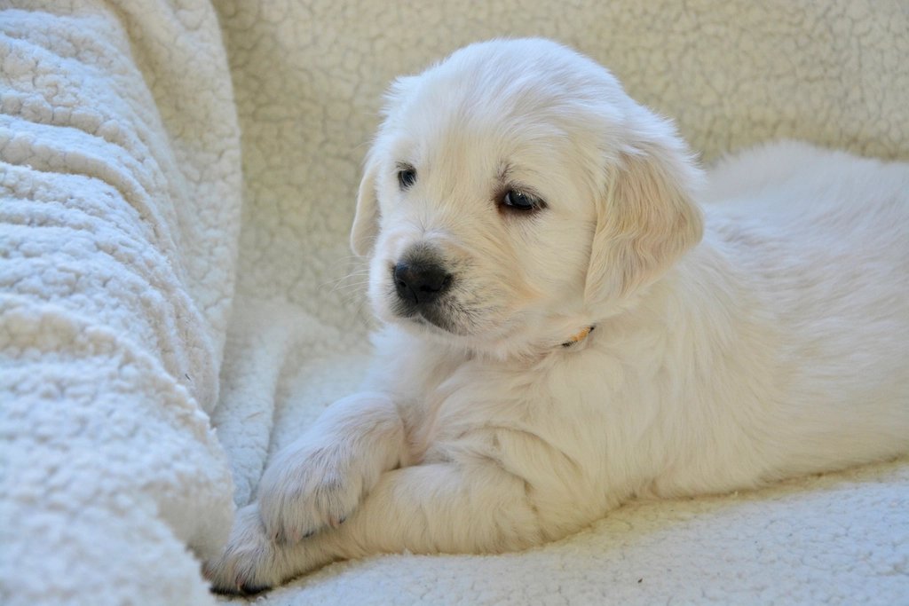 Yumuşak bir battaniyede dinlenen golden retriever yavrusu