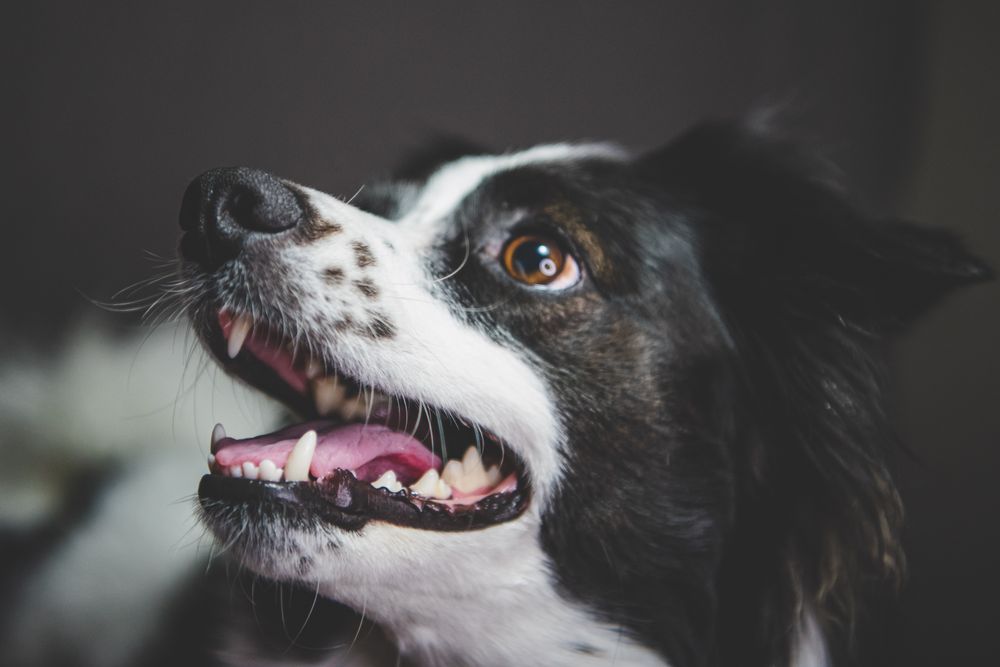 Dişleri görünen mutlu bir köpek