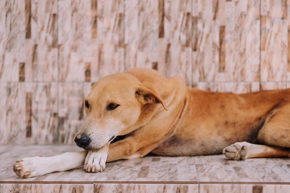 Sakin sakin dinlenen sağlıklı bir köpek