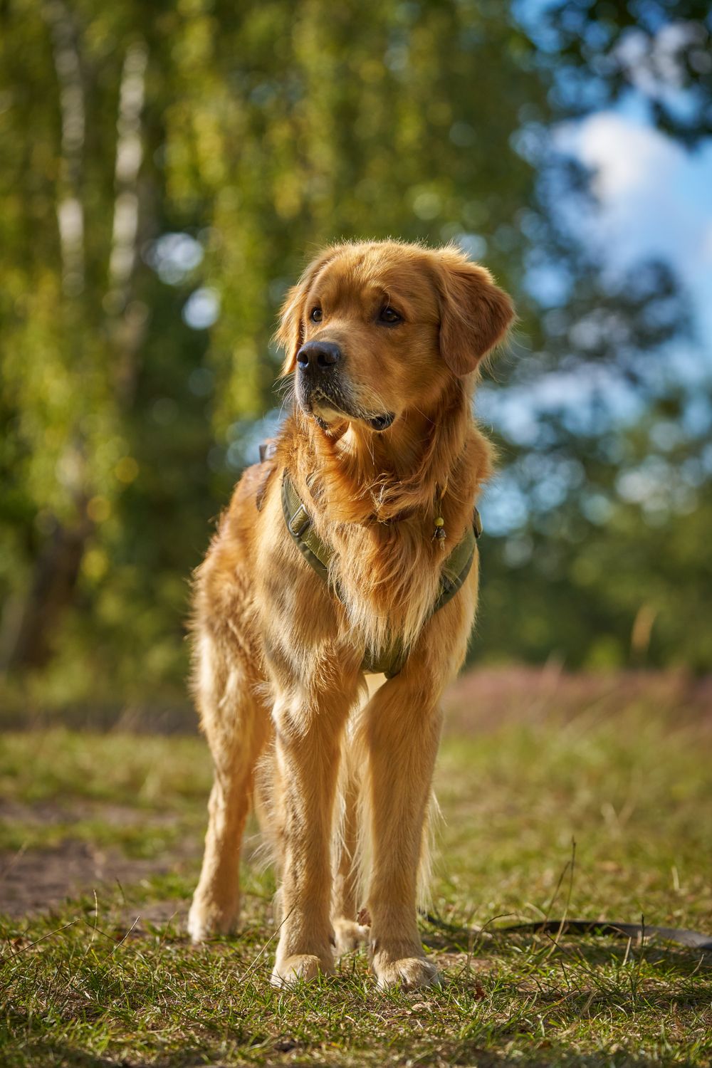 Güneşli bir parkta duran golden retriever